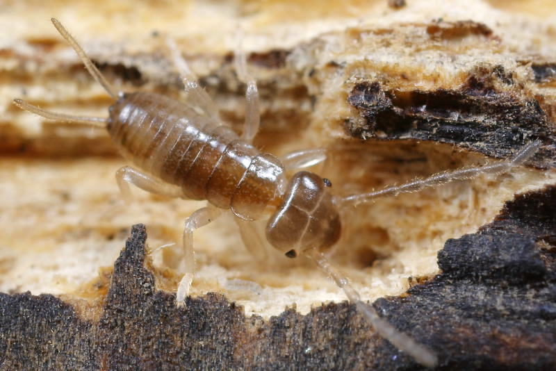 earwig nymph