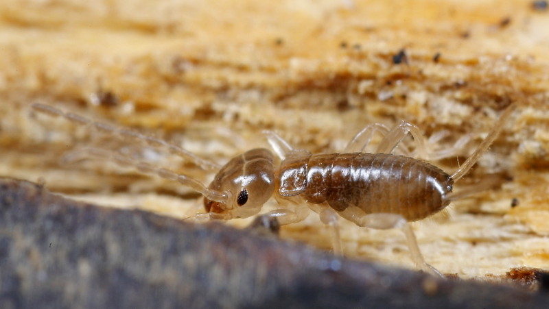 earwig nymph