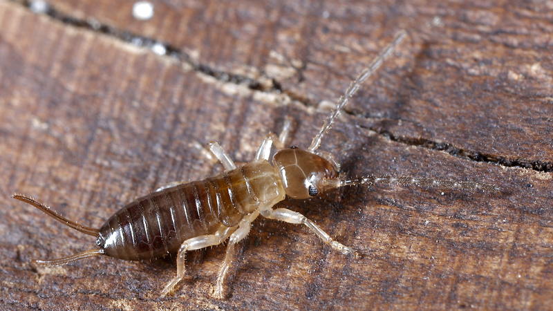earwig nymph