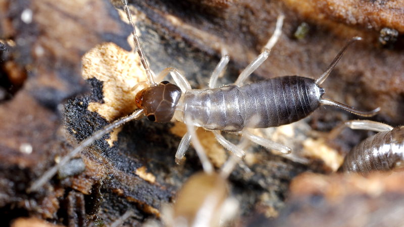 earwig nymph