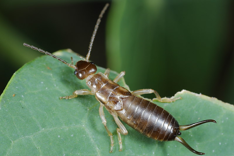 earwig nymph
