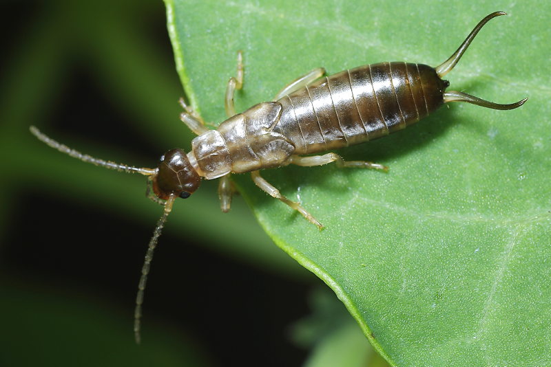 earwig nymph