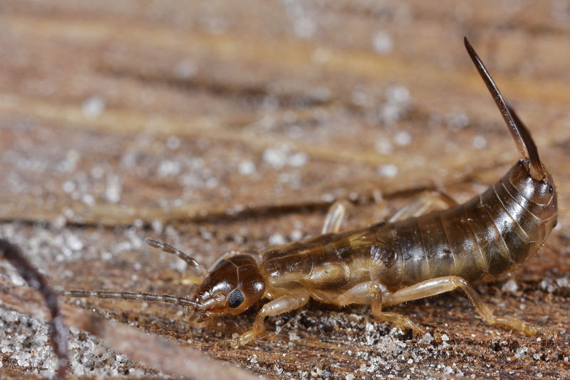 earwig nymph