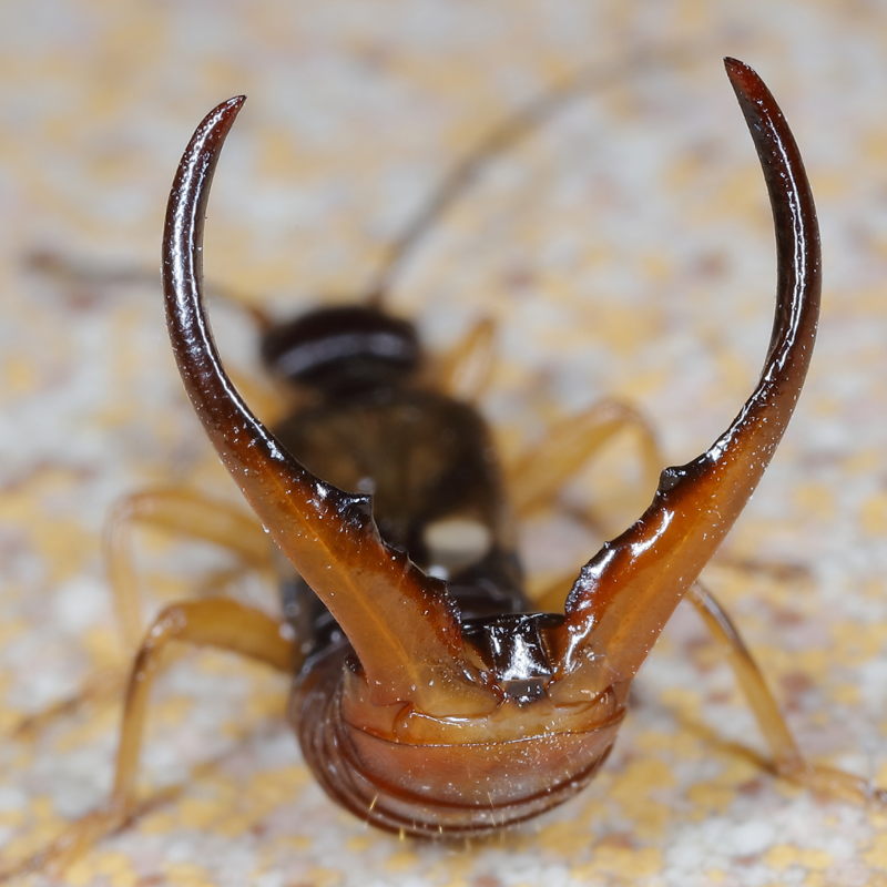 threatening earwig