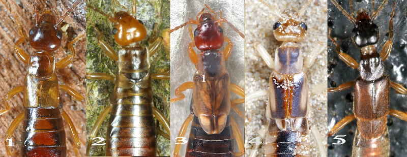 Earwigs