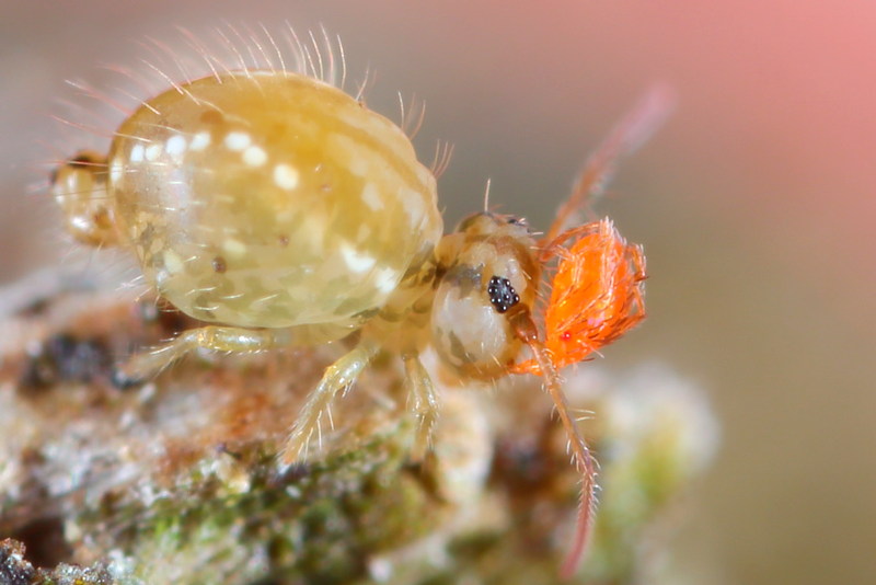 Ascari mijt parasiteert een springstaart
