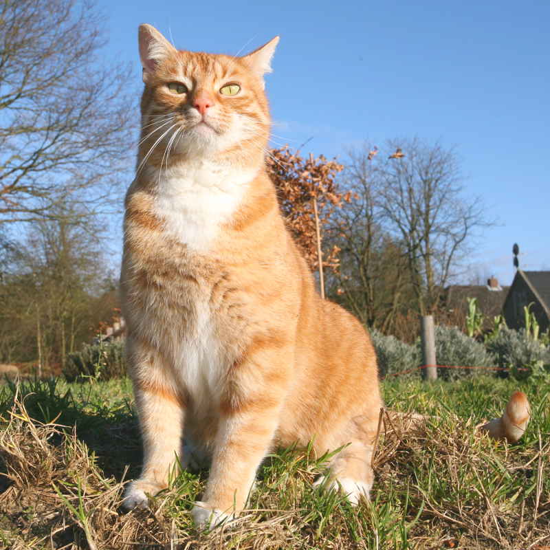 In de tuin ben ik baas.