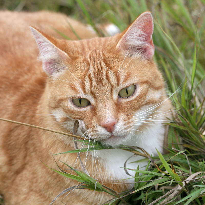 Ik ben de buitenkater.