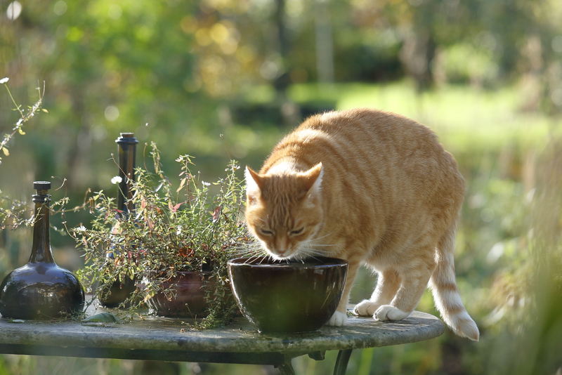 regenwater drinken