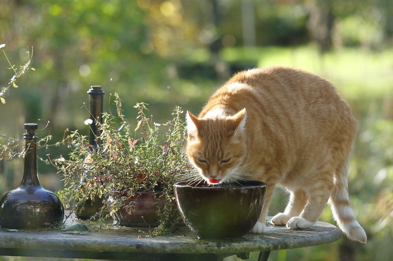 regenwater drinken