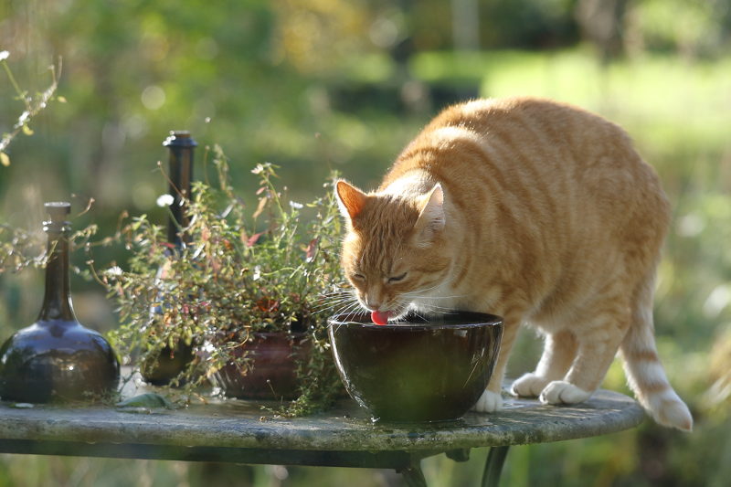 regenwater drinken