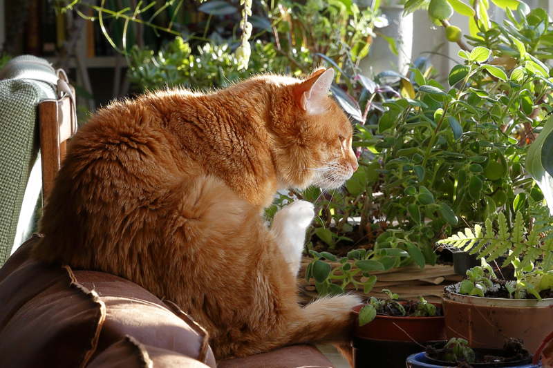 poetsen op de bank