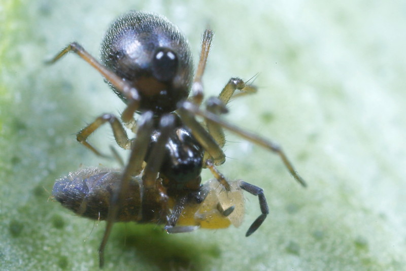 money spider eats springtail