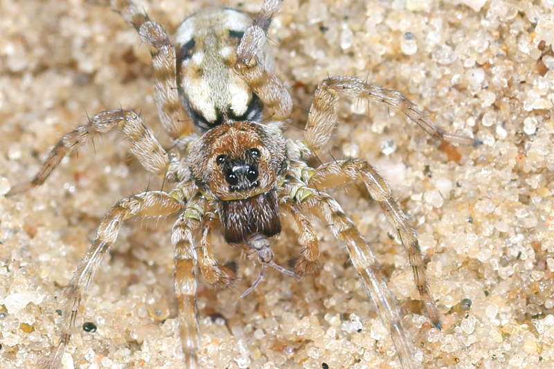 Arctosa perita eet Entomobrya multifasciata