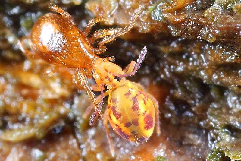 spider mite eats Dicyrtoma fusca