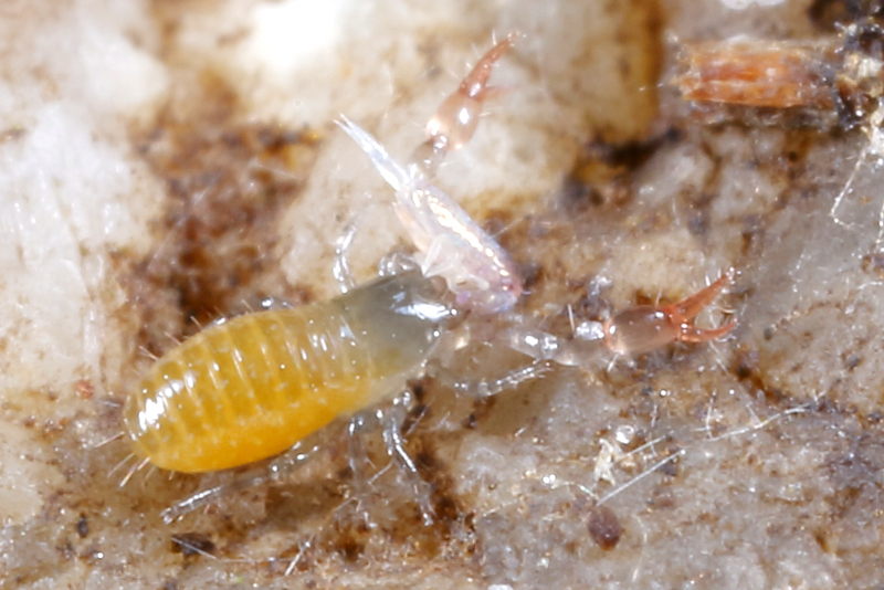 Neobisium sp. eet Lepidocyrtus