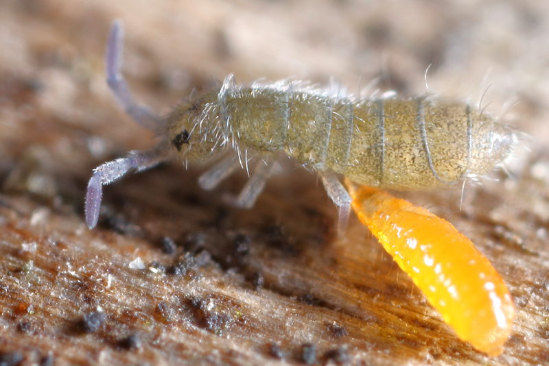 Aphidoletes larve eet Isotoma viridis