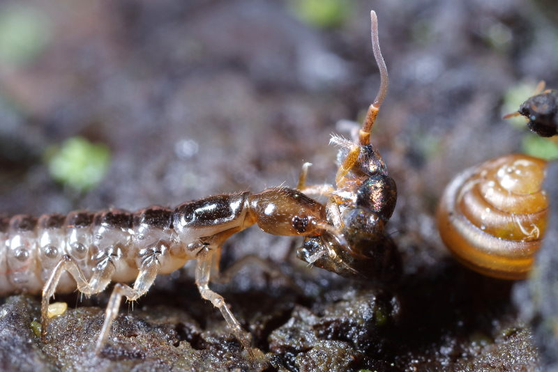 beetle larva eats Tomocerus spec.