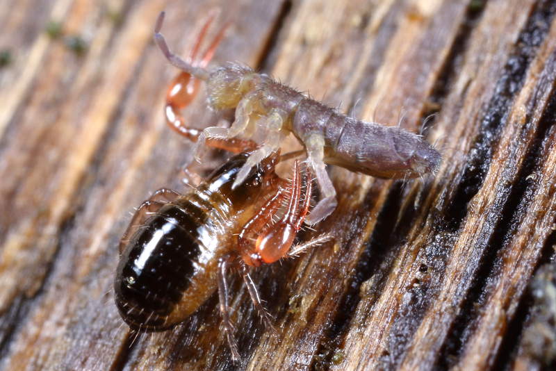 pseudoschorpion eats Isotoma anglicana