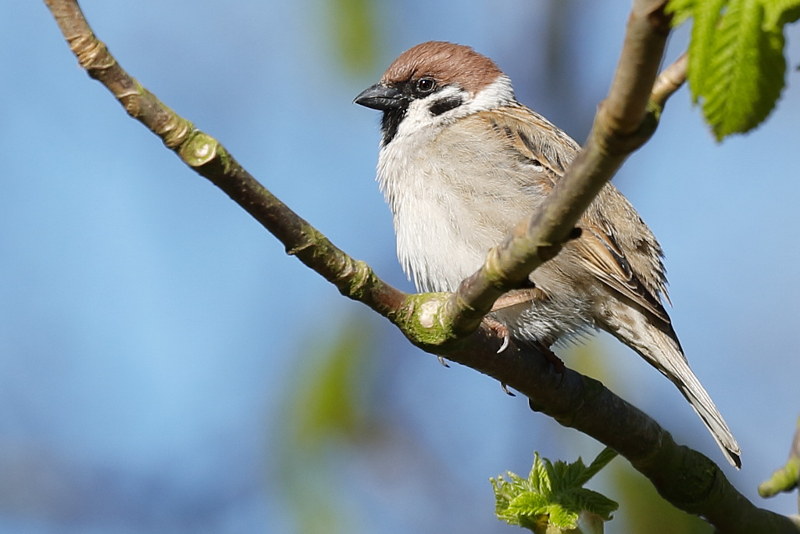 Ringmus Passer montanus