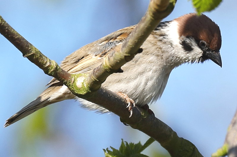 Ringmus Passer montanus