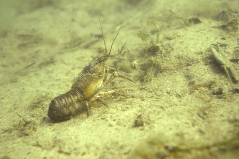 rivierkreeft