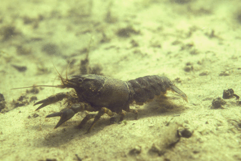rivierkreeft