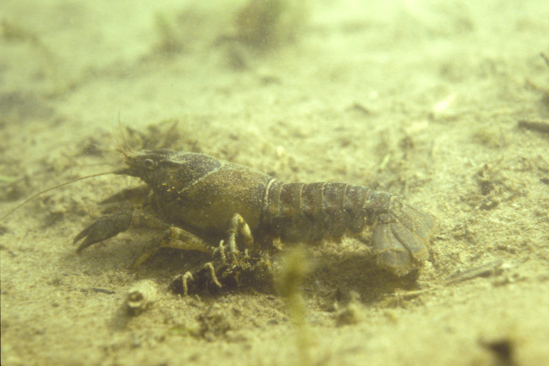 rivierkreeft
