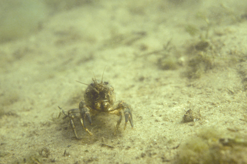 rivierkreeft