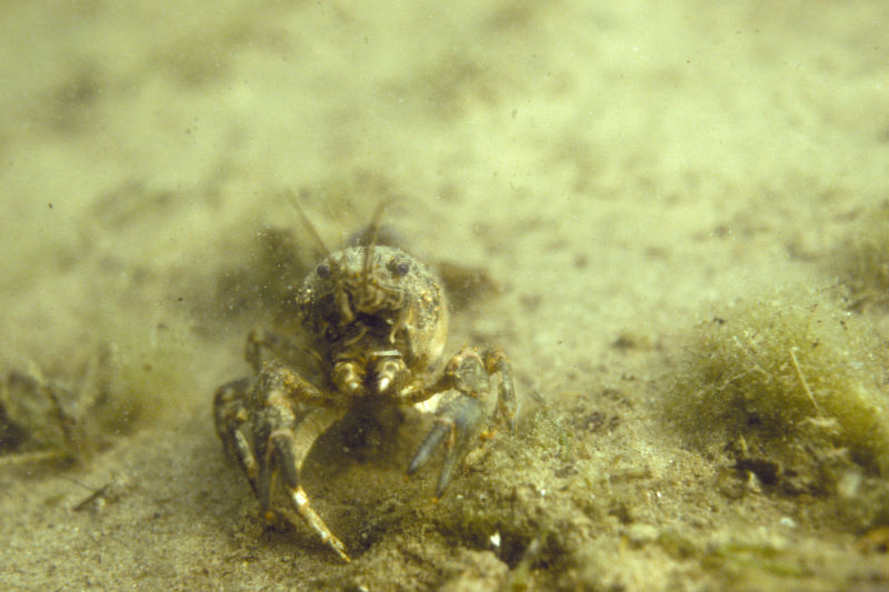 rivierkreeft