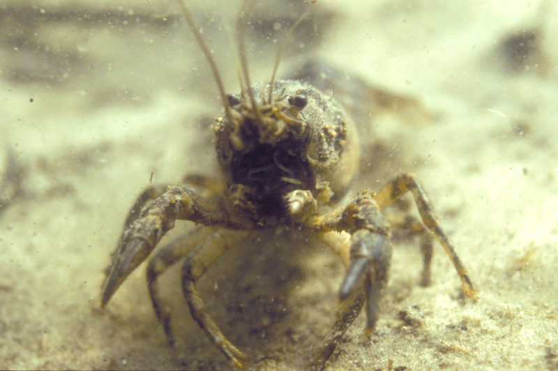 rivierkreeft