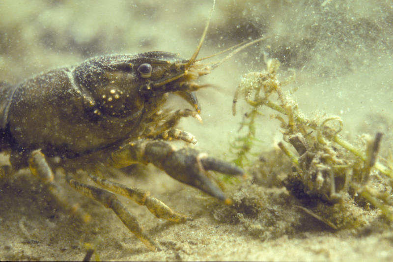 rivierkreeft