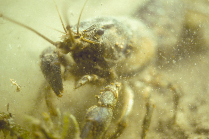 rivierkreeft