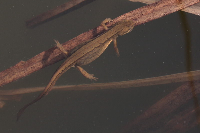 salamander