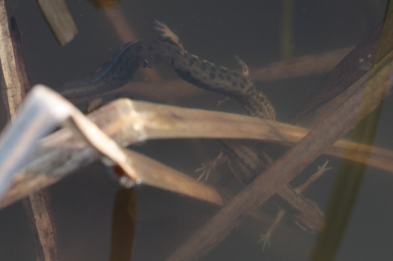 salamander, man en vrouw