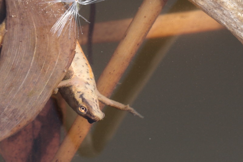 salamander