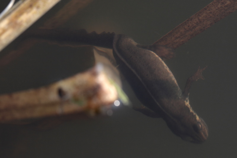 salamander