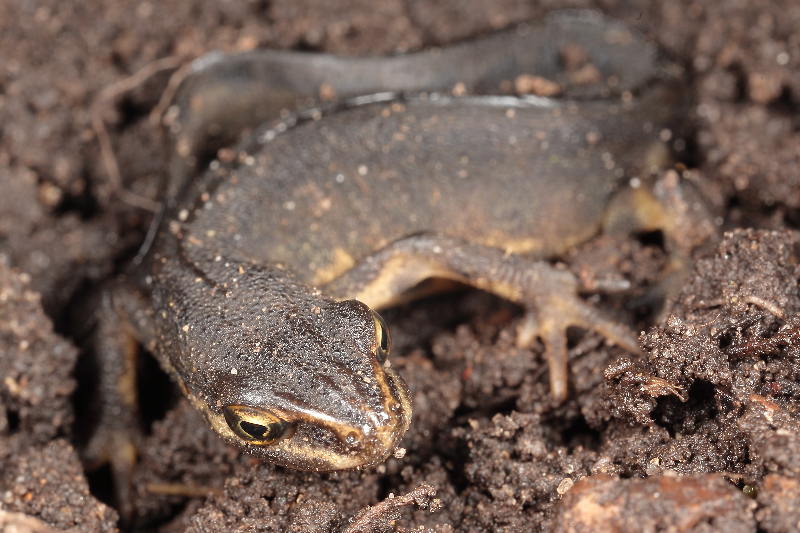salamander