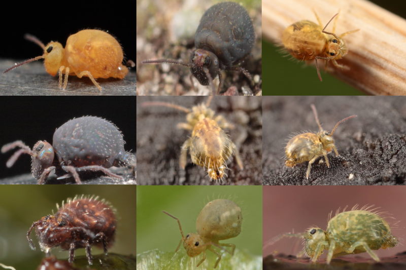 redelijk groot, meer dan 1,5mm