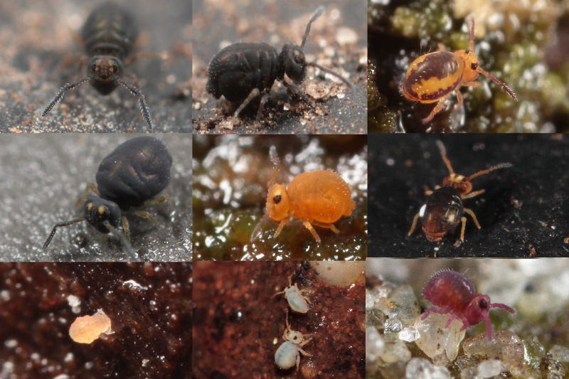 echt klein, minder dan 1,5mm