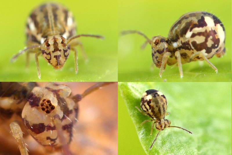 Calvatomina rufescens