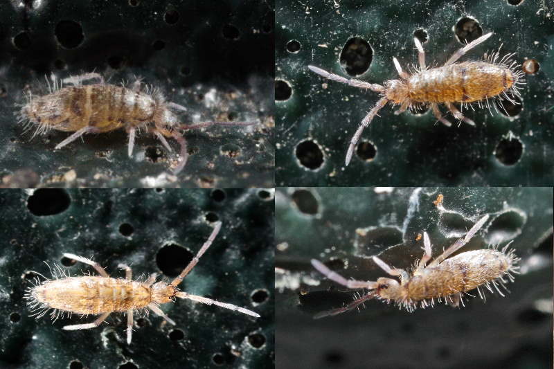 onopvallende springstaart met vlekjes