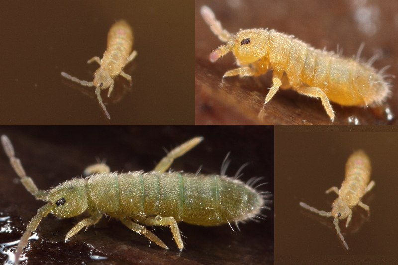 lange haren op achterste lichaam segmenten
