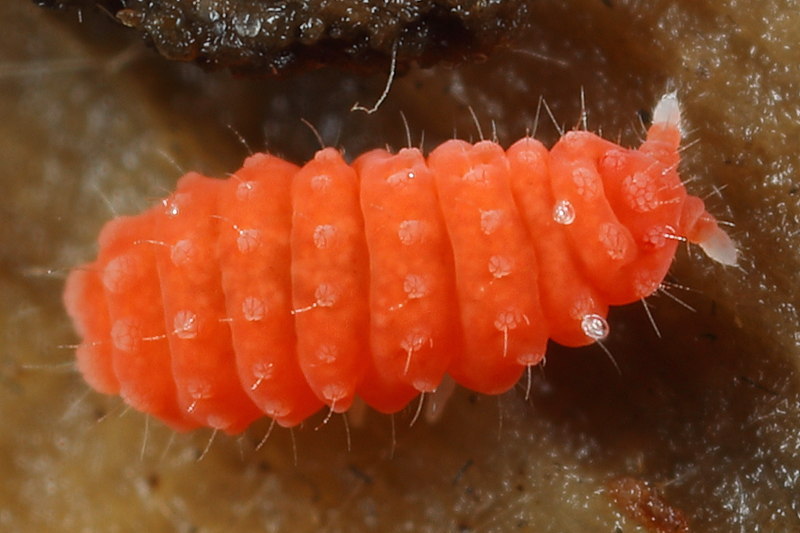 Bilobella braunerae