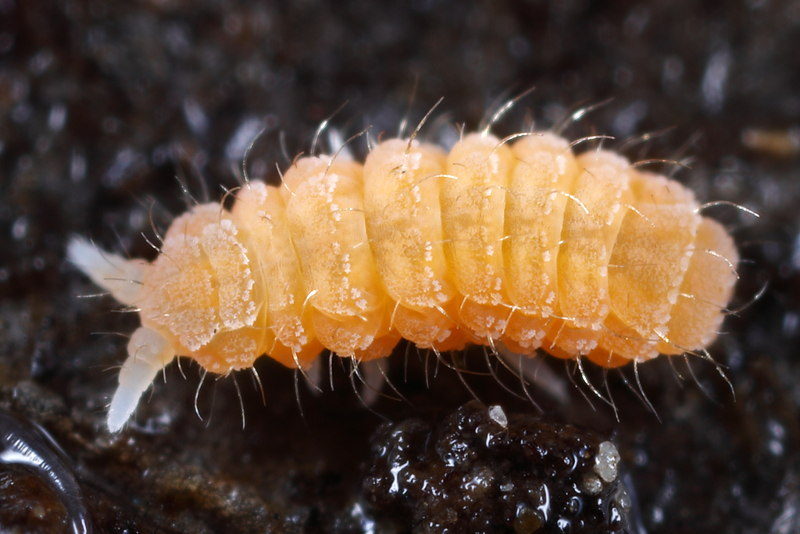 Monobella grassei