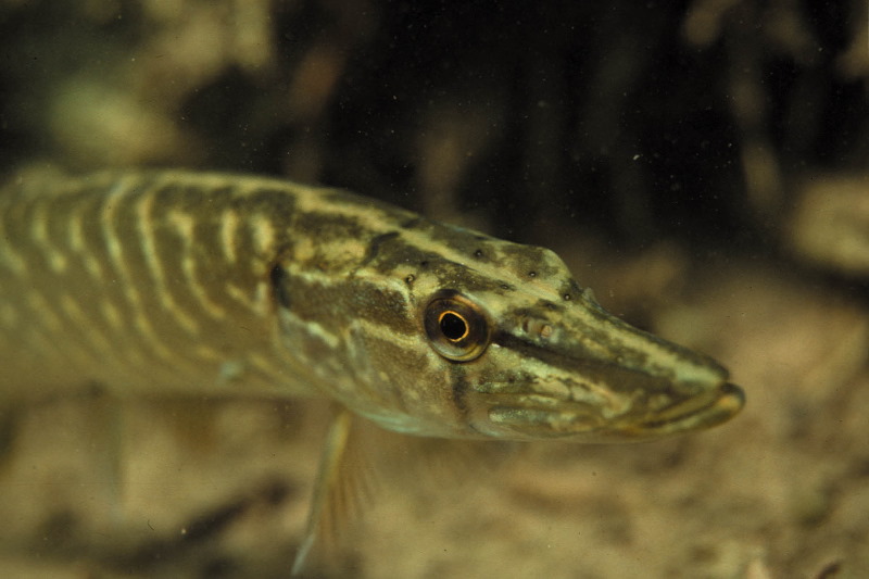 Snoeken laten de duiker heel dichtbij komen