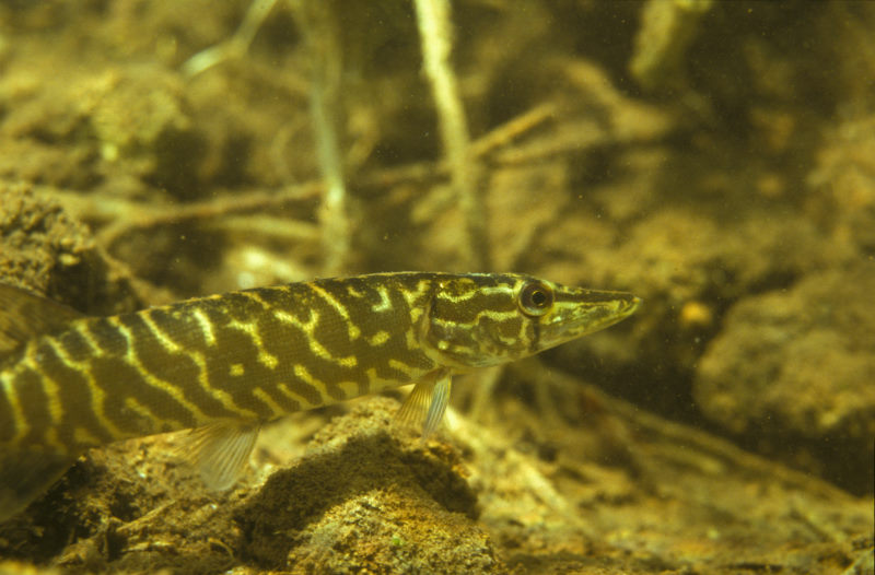 snoek in helder water