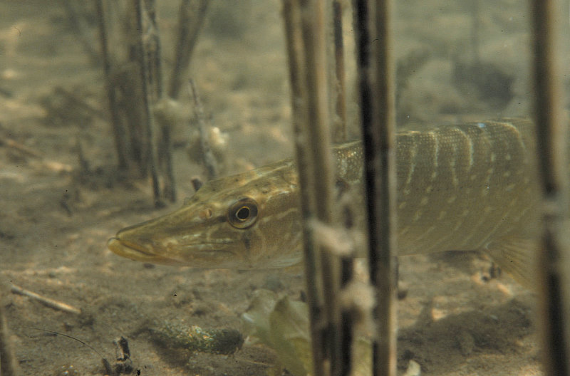 jonge snoek tussen het riet