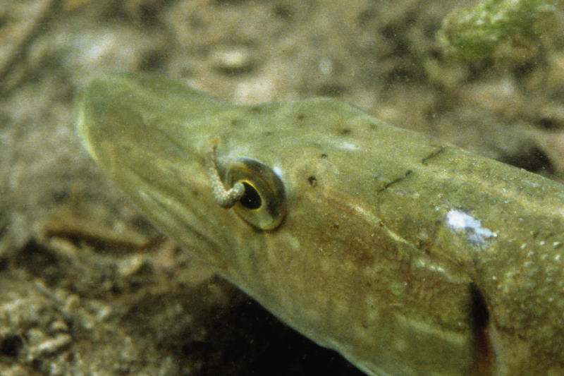 oudere snoek met bloedzuiger