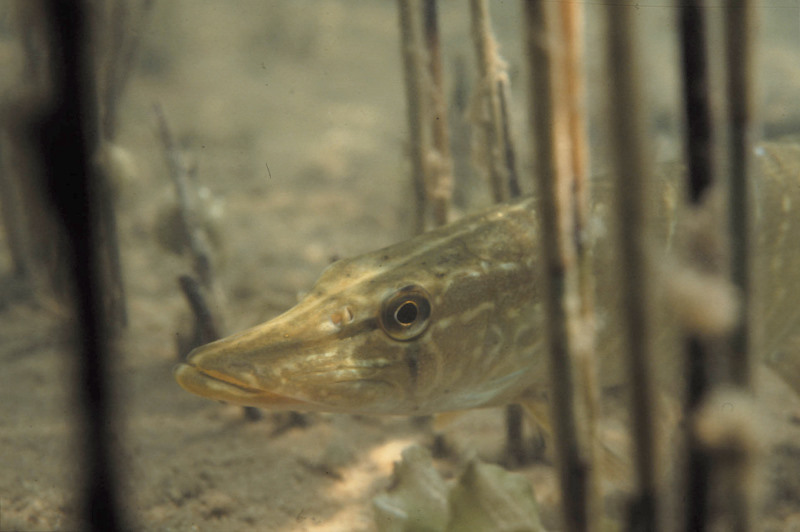 jonge snoek tussen het riet